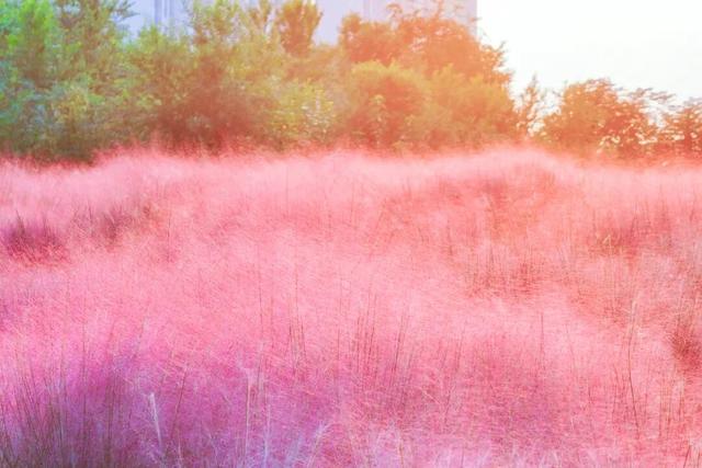 “粉色秘境”已上线！初冬必打卡！位置就在…