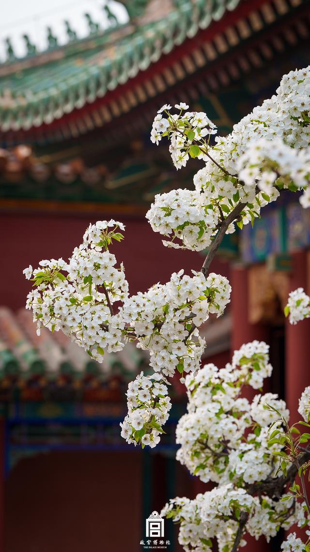 故宫的花开了，给历史赋予了春天的气息