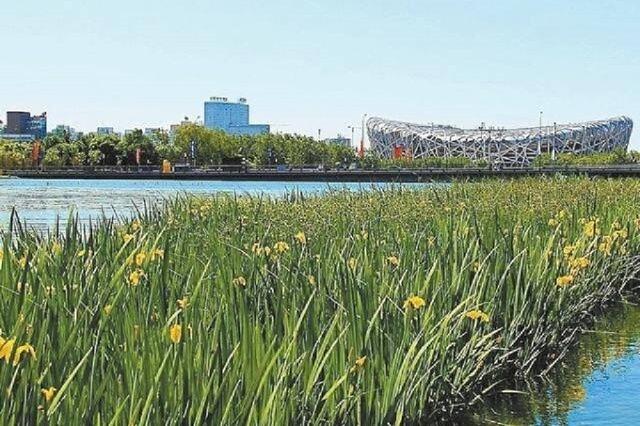 北京奥林匹克森林公园 城市中的绿色明珠