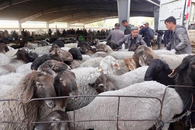 月薪8000留不住人，牧民靠万亩草场维生，新疆的上限下限超乎想象