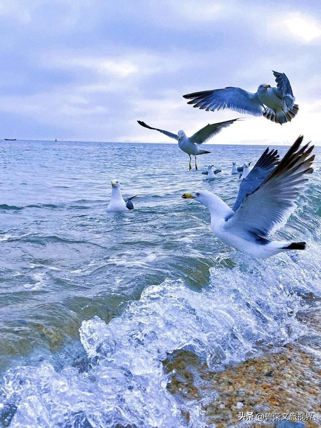 大连秋日鎏金时：荧光海低语，老电车叮咚，海鲜盆里盛着山海情