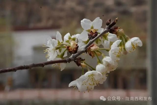 大桥镇：樱花烂漫绽枝头 春日美景引客来