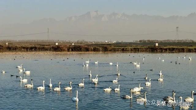 西安出发1.5小时,渭南北拾村上千只白天鹅在等你,内附详细攻略