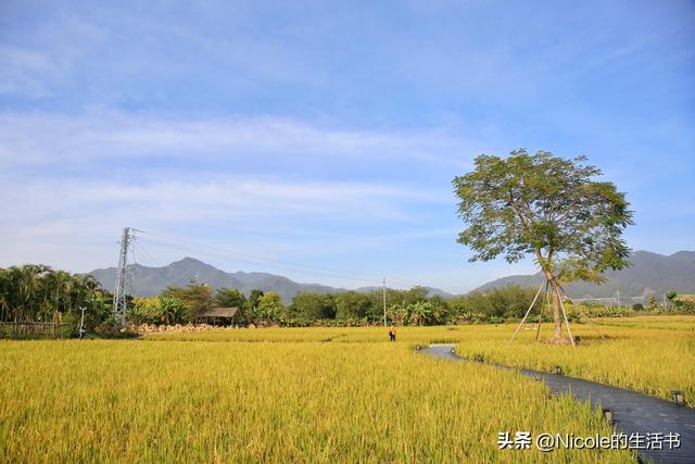 稻浪浸温汤，古村藏清欢