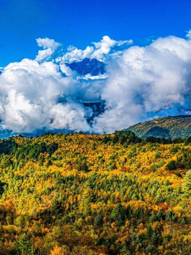 最佳观赏期！雅安的红叶彩林“封神”啦！
