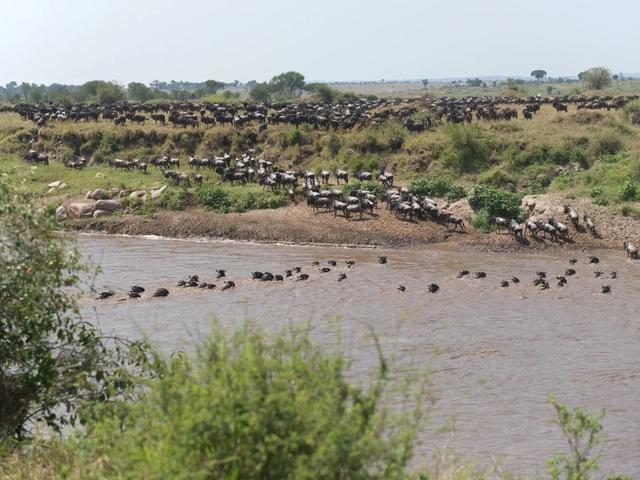 非洲坦桑尼亚8天7晚野奢之旅，乘越野车Safari，看动物大迁徙！