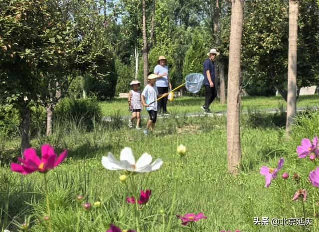 来吧!拥抱延庆50000㎡波斯菊
