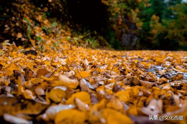 挖到国内巅峰秋景！半山秋色半山雪，不来西藏这里真的亏大了！