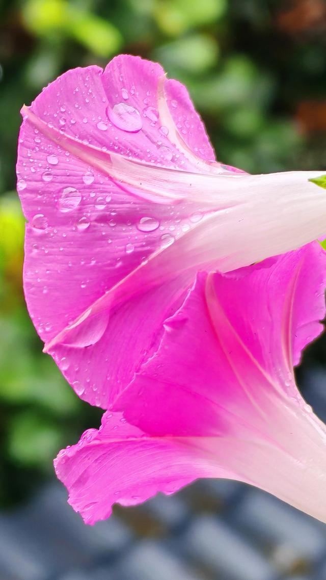 绝美的雨中花