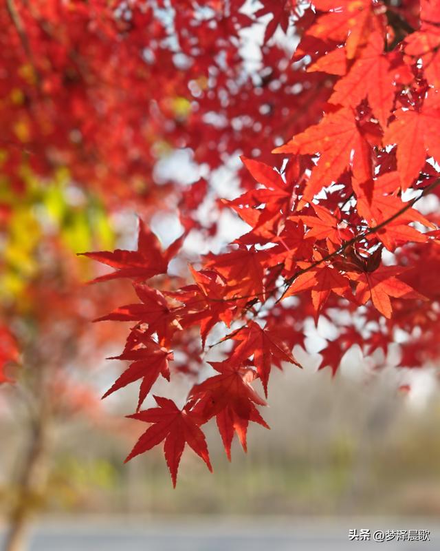 千年古城湖北云梦 冬日暖阳红枫艳