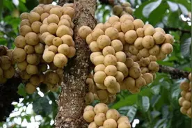 泰国龙宫果9-10月大量上市！产量超4万吨图片
