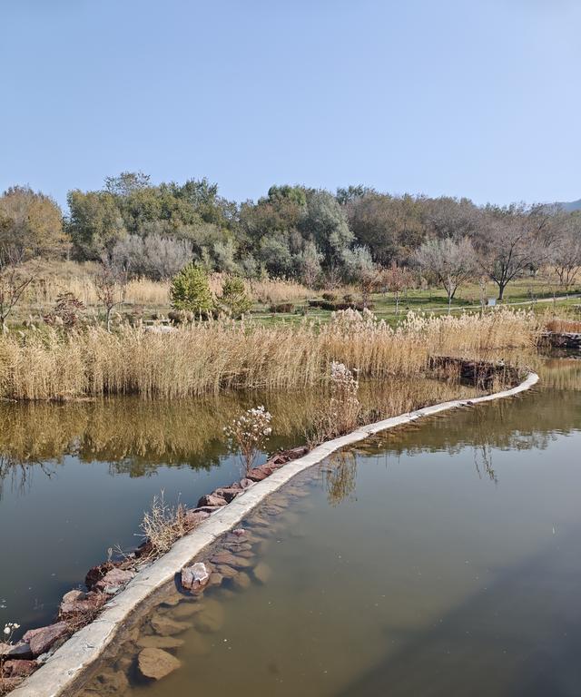 乌市雅山深秋，蒹葭苍苍芦苇摇曳，还有蒲棒炸毛了
