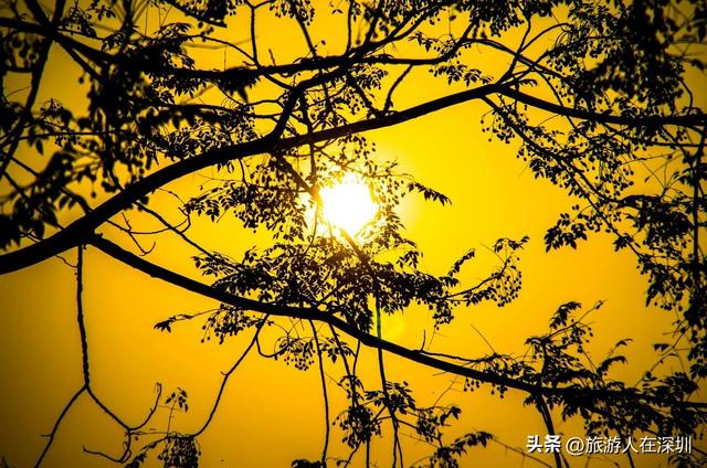 韶关南雄银杏之约，2天1晚赏秋游玩全攻略，体验独特的秋日故事