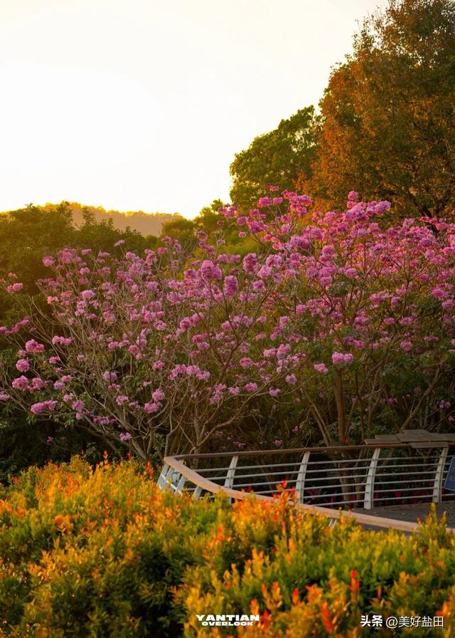 冬日限定！这里的落羽杉美出电影质感