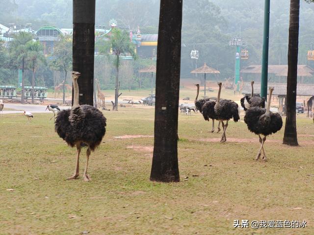 参观广州长隆野生动物园，全程感觉眼累手累腿不累
