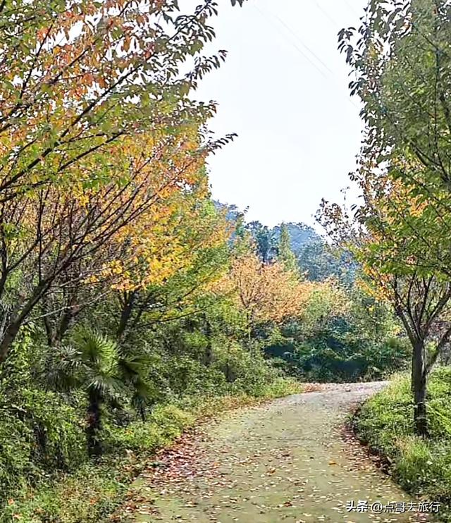 成都都江堰最冷门彩林，免费开放，山野中的惊艳，公交车可达！