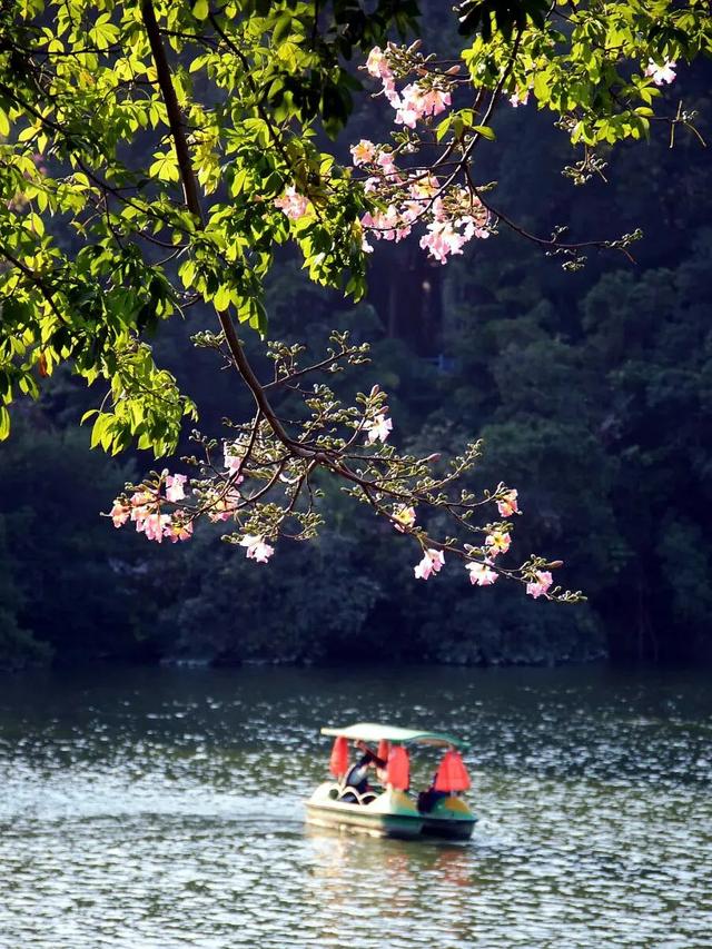 快去拍!柳州的冬天像是倒放的春天