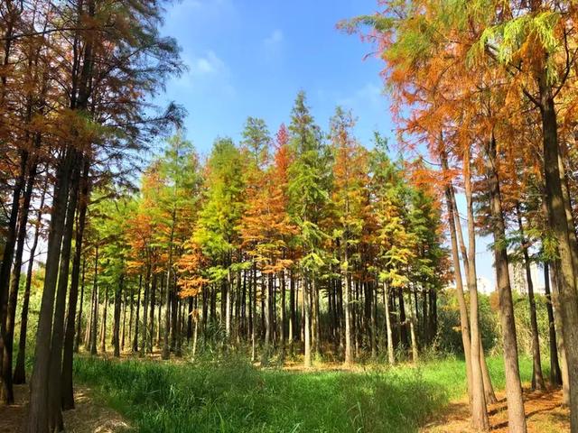 秋色斑斓美如画