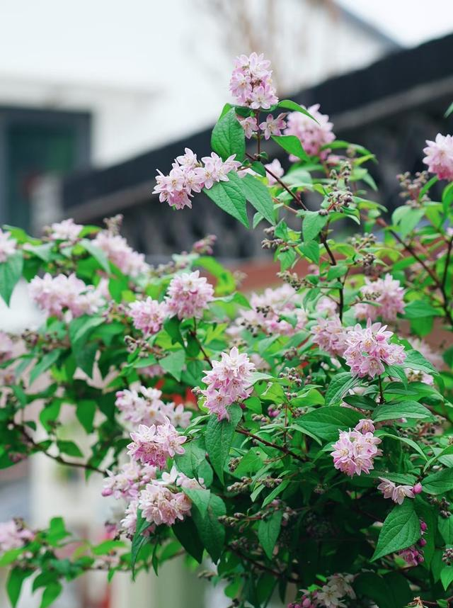 一种被名字耽误的花，优秀到没“缺点”，因名字奇怪。没啥人知道