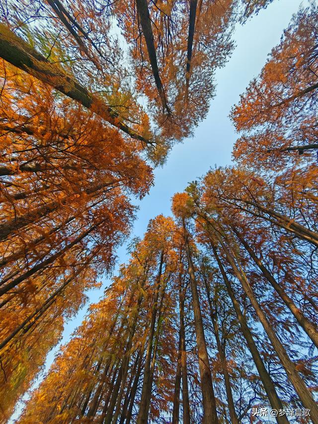 涢水湿地迷人红杉林 冬日画卷中的生态诗篇