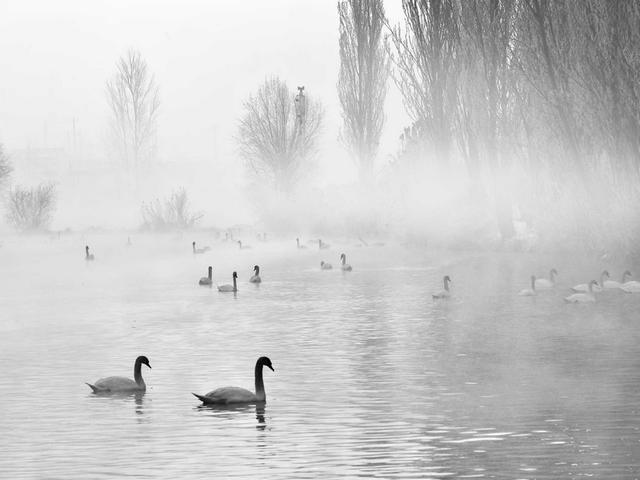伊宁天鹅泉湿地公园：冬日里的生态诗画