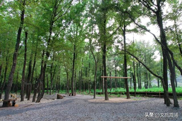 当北纬27°的风穿过枫林,我在渡头村撞见了一场自然的浪漫剧场