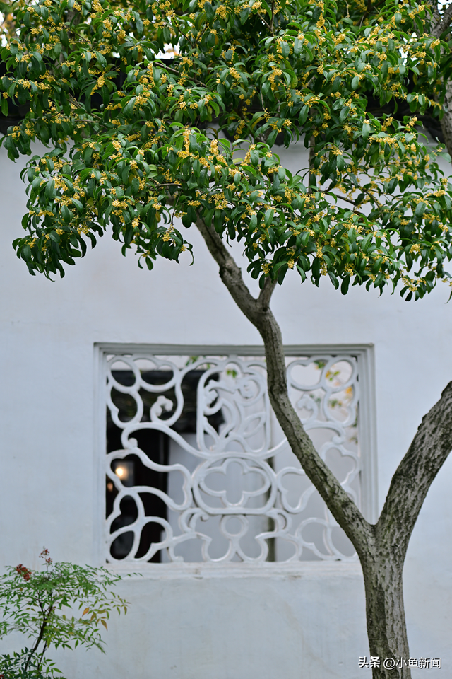 美爆了！苏州秋日大片，上新了！