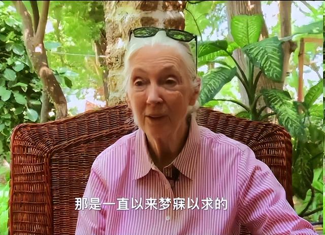 26岁走进非洲丛林，与黑猩猩生活几十年，被群嘲的她却活成了传奇