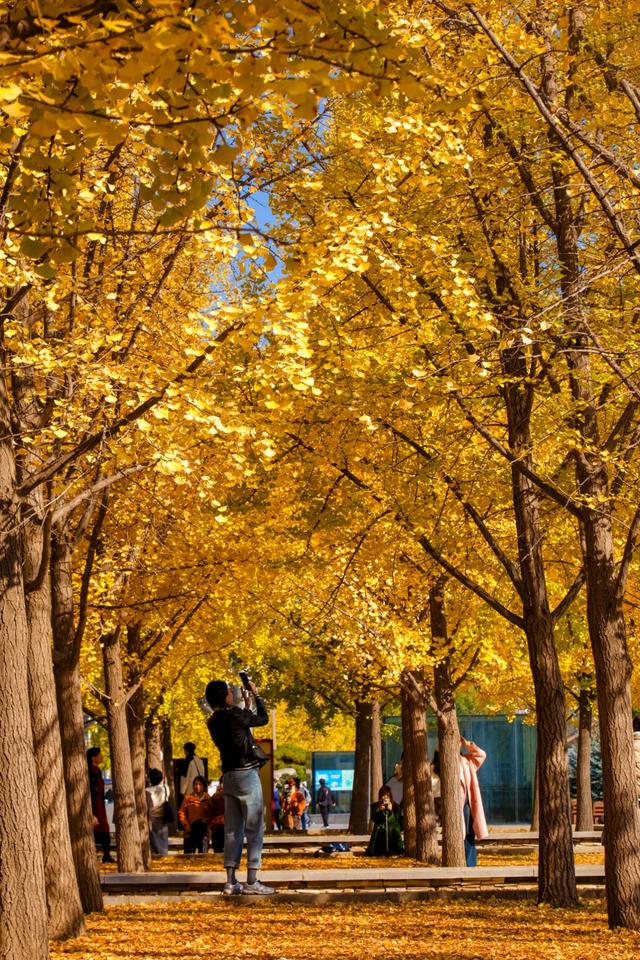 北京的秋天一定要奥林匹克森林公园！就是一场盛大的秋天盛宴
