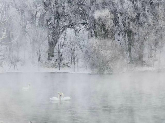 伊宁天鹅泉湿地公园：冬日里的生态诗画