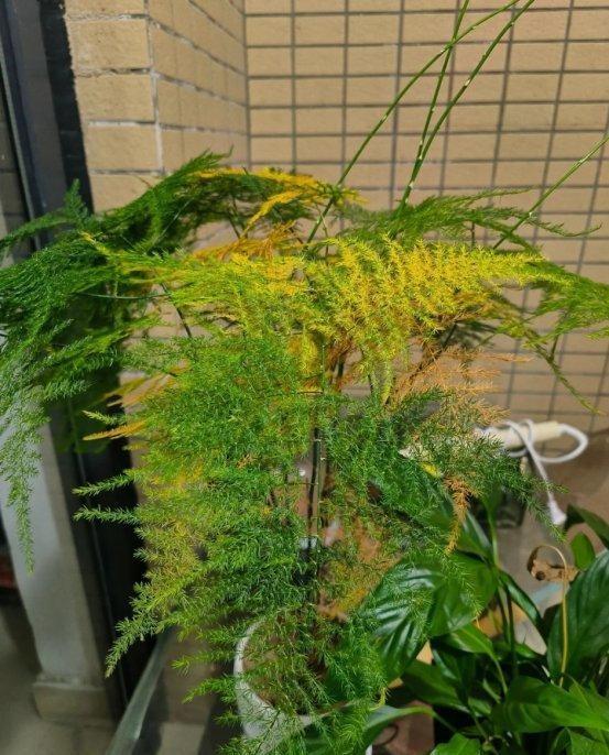 “阴花不能进阳宅”，家里若有这5种花，请赶紧“搬出去”！
