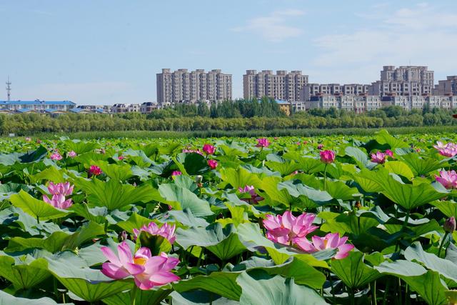 镇赉环城湿地公园：荷香满塘文旅升温