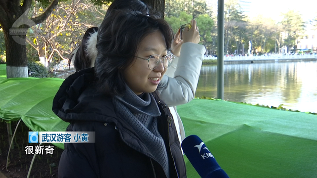 “鸥”经济爆发！昆明元旦酒店订单猛增118%，全靠这群小可爱