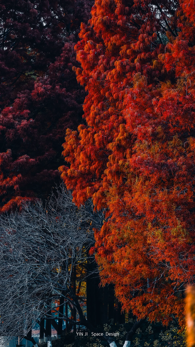 临沂「红杉」「红枫」浓度拉满，出片率100%