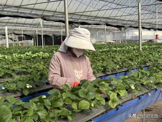 别再问昆明哪里能摘草莓了!收下这份采摘地图,直接抄作业→