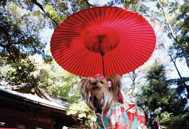 机械宠物也能葬礼？情绪服务升级，宠物经济迎来高质量发展新时机