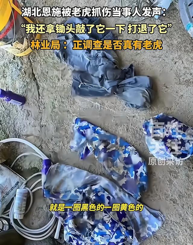 湖北恩施一村民干农活时被老虎抓伤：持锄头敲了它几下 摇摇头走了