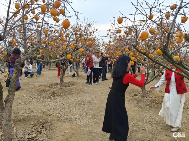 大红柿子高高挂 大河东村双拥公园“火”了
