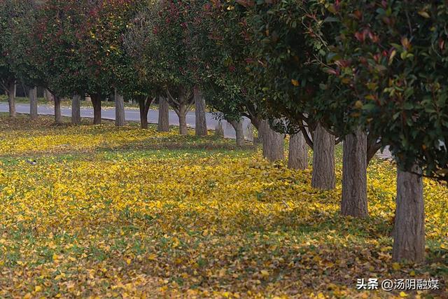 【图说岳乡】汤阴汤河国家湿地公园：初冬染彩 秋韵未歇