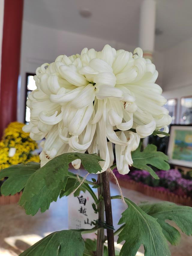 甘州府城菊花飘香