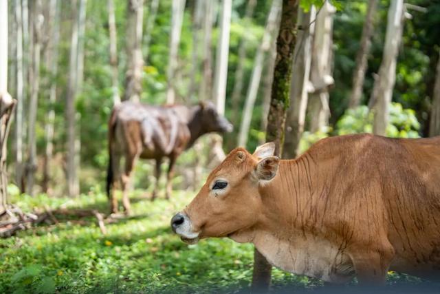 值得一去！肇庆这个民族乡，藏得太深了！
