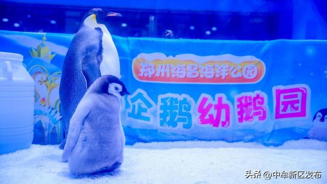 连续三年八项“金冠奖”加冕！郑州海昌海洋公园以标杆之姿诠释高质量文旅发展新路径