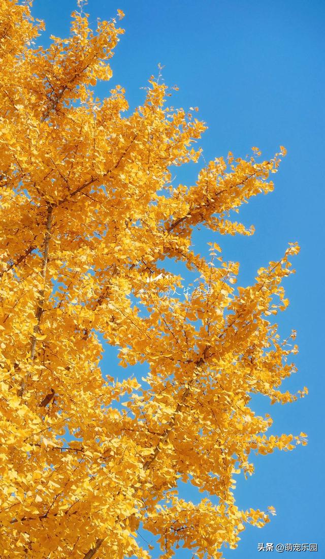 武汉秋色正浓时，梧桐叶片渐染黄，街头诗意盎然
