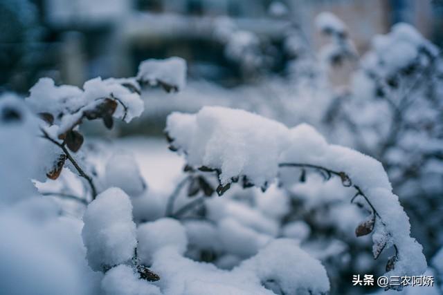“冬天冷不冷，就看七月十八”，今日七月十八，今年会是寒冬吗？