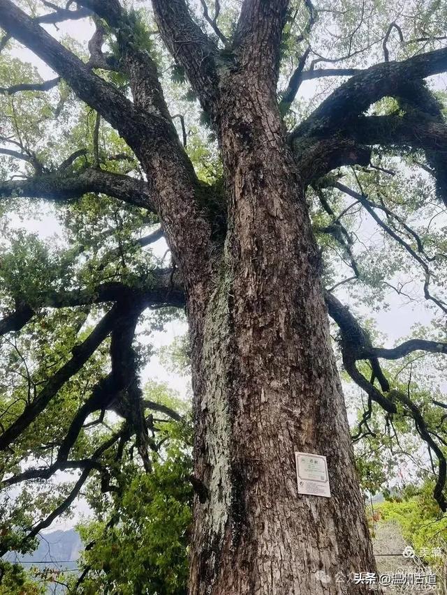 秋高气爽，楠溪江这条经典户外徒步路线等你走起！