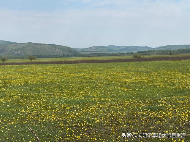 呼伦贝尔大草原不走寻常路，看最美的莫尔格勒河九曲十八弯