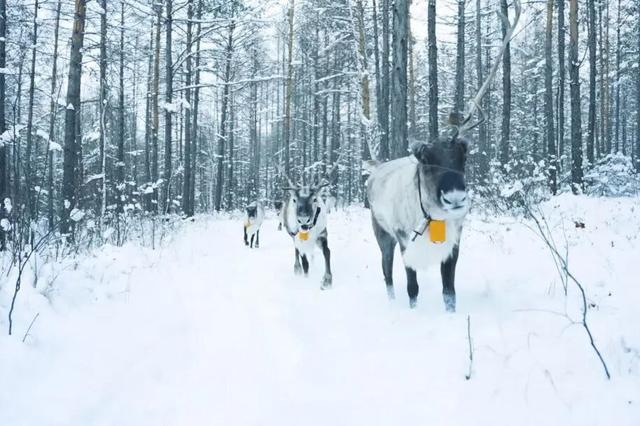 2025呼伦贝尔冬季文旅推介会引青岛客源商实地踩线