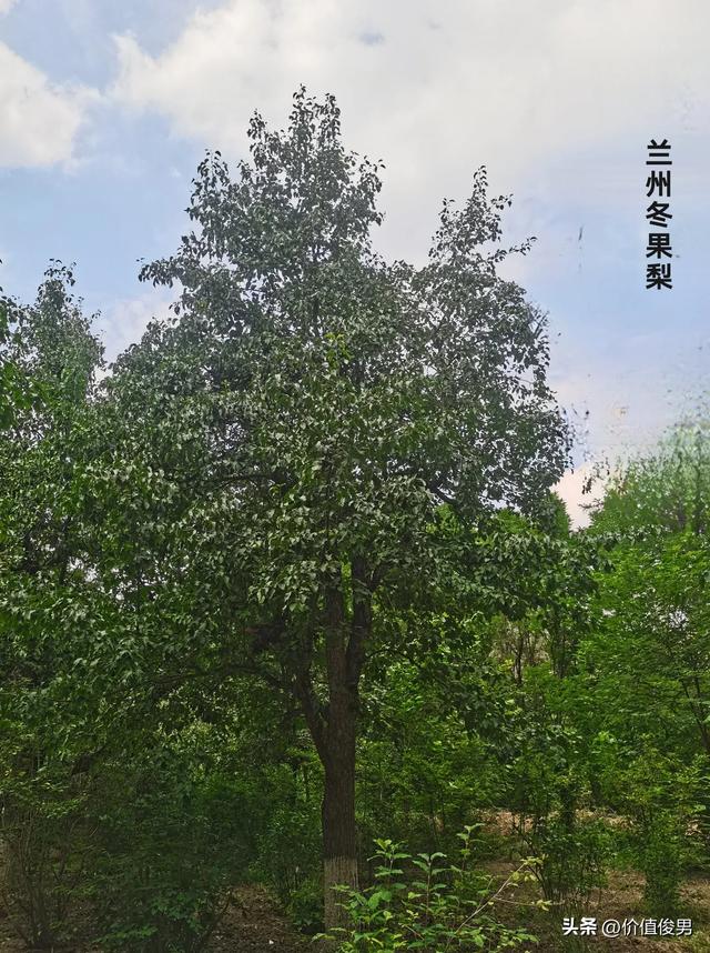 兰州植物园秋日赏景