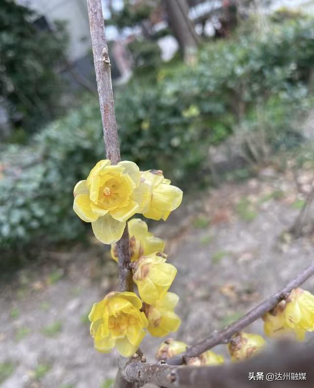 “pong”香！达州各大公园蜡梅竞相绽放~