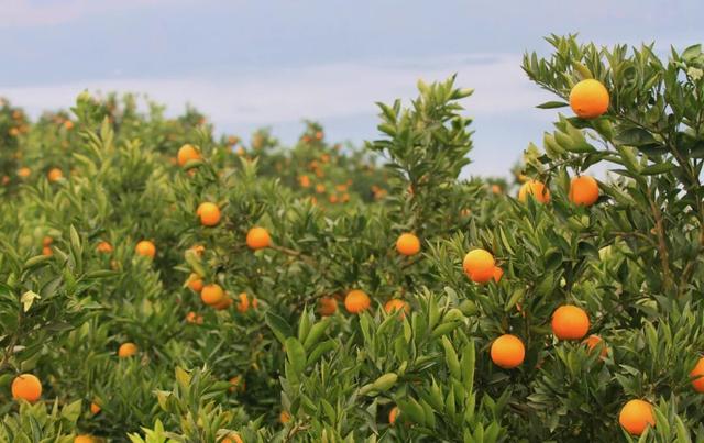 满山红叶正当时！第十九届巫山国际红叶节邀请函已送达→
